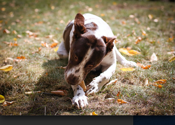 Why Breedwise Antler Trophy Chews Are Key to a Long-Lasting Friendship with Your Dog